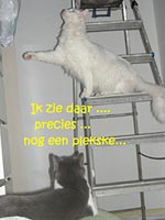 Column Klussen, metamorfosen en gunstelingen (ladder)