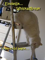 Column Klussen, metamorfosen en gunstelingen (whiskasbreak)