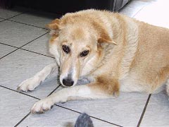 Column Misty perikelen: Bas, de hond van de buren