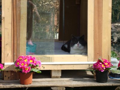 Column Smeer- en kampeerpoes