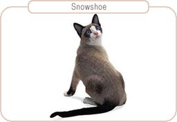 Snowshoe