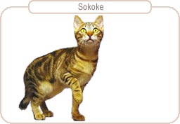 Sokoke