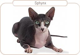 Sphynx