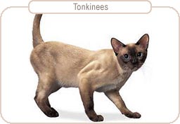 Tonkinees