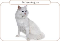 Turkse Angora
