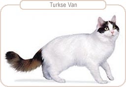 Turkse Van