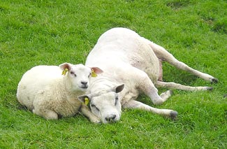 Column Het regent katten en schapen