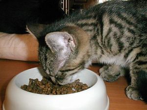 Cyperse kitten Indy eet uit een bakje