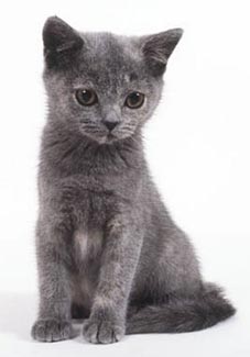 Column Oidypoes-complex