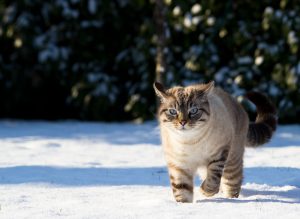 Kat in de sneeuw