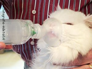 Inhaler bij kat met astma