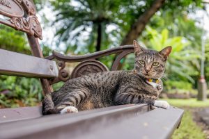 Kat ligt op tuinbankje
