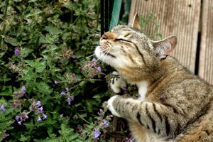 Kat reageert op kattenkruid