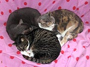 Drie katten