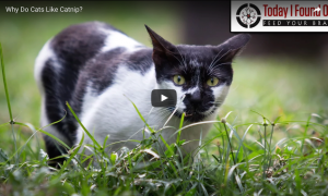 Katten en kattenkruid (catnip)