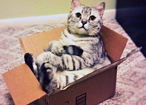 Kat zit in een kartonnen doos