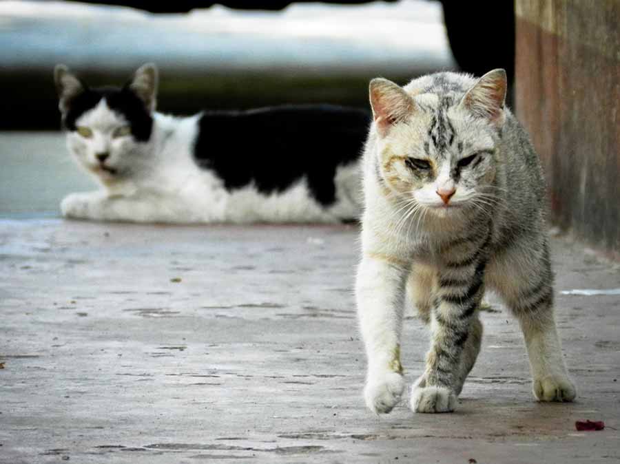 Zwerfkatten op straat