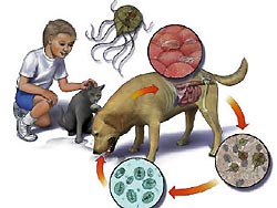 Overdracht van maag- en darmparasieten van dier op mens