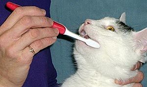 Tandenpoetsen bij de kat