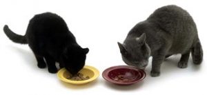 Twee katten eten samen
