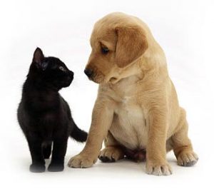 Kitten en puppy