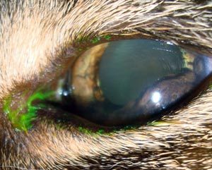 Irismelanoom bij een kat