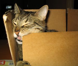 Cyperse kat zit in een kartonnen doos