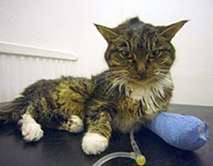 Kat met nierfalen aan een infuus