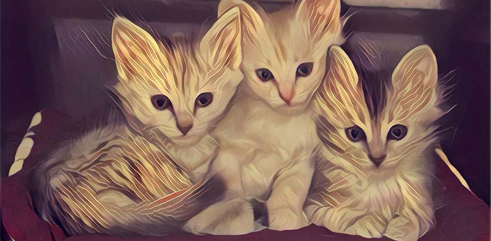 Kattenrassen