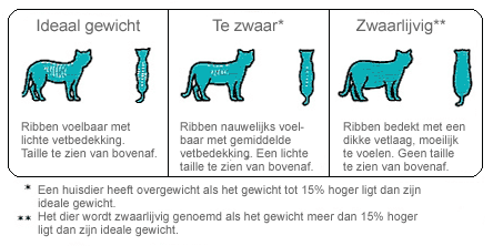 overgewicht bij een kat overgewicht bij een kat
