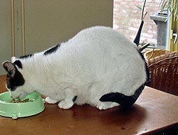 kat-overgewicht-voor.jpg Kat met overgewicht