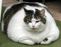 Obese kat