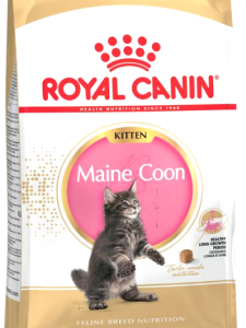 Royal Canin Maine Coon kitten