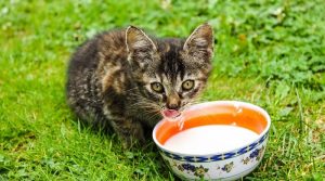 Kitten drinkt melk