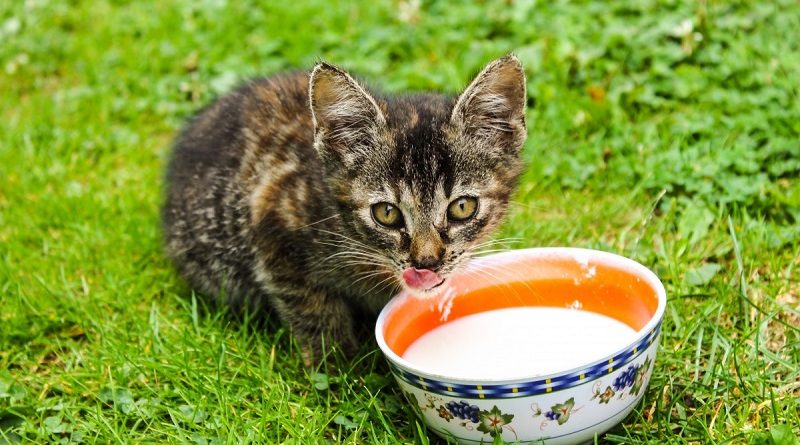 Kitten drinkt melk