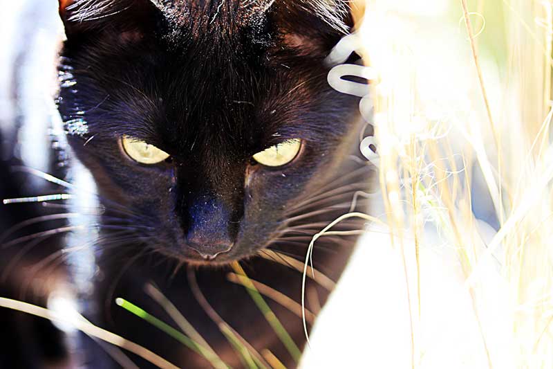 Roos, huidschilfers en vachtmijt bij de kat