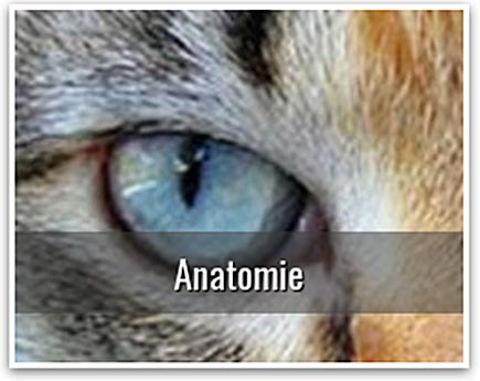 Anatomie van de kat
