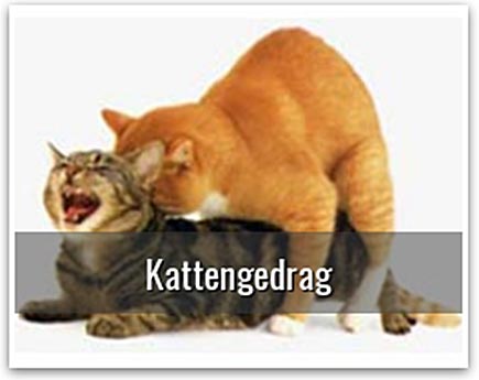 Kattengedrag