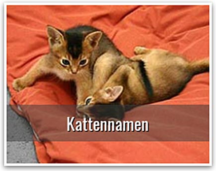 Kattennamen