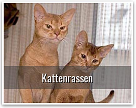 Kattenrassen