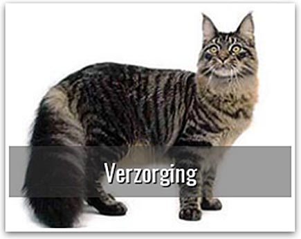 Verzorging van de kat