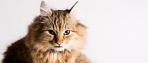 WItte kat met open bek