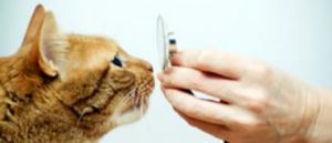 WItte kat met open bek