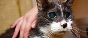 WItte kat met open bek