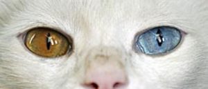 WItte kat met open bek