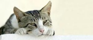 WItte kat met open bek