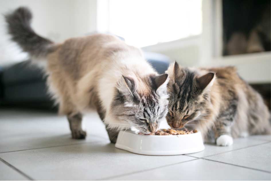 Twee katten eten uit 1 bakje