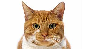 Close-up rode kat