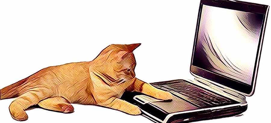 Kat achter laptopn