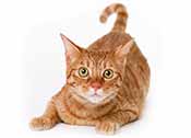 Rode Cyperse kat